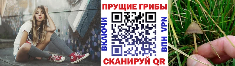 Псилоцибиновые грибы Magic Shrooms  сайты даркнета официальный сайт  Кудрово 